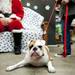 Old english bulldog Stout rests on the ground near santa on Saturday. Daniel Brenner I AnnArbor.com